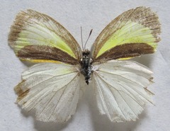 Eurema daira eugenia