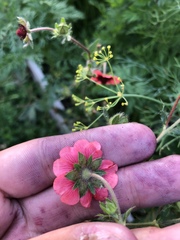 Potentilla thurberi