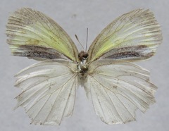 Eurema daira eugenia