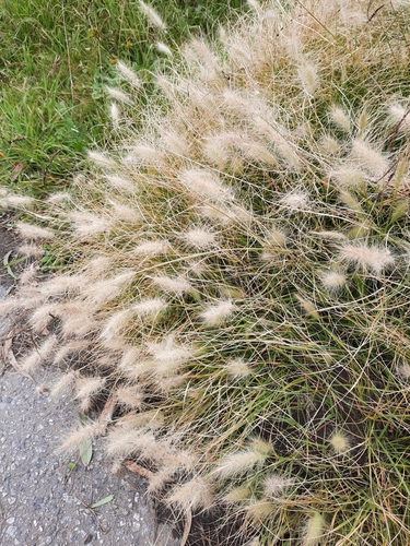 Feathertop (Cenchrus longisetus)