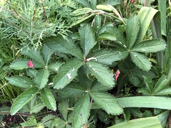 Potentilla thurberi