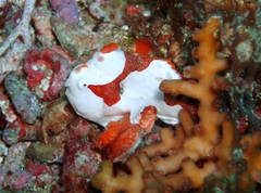 Warty Frogfish photo 5