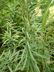 Linaria vulgaris