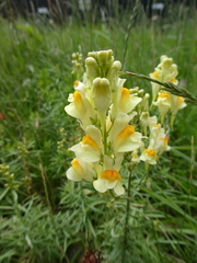 Linaria vulgaris