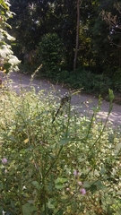 Macrogomphus parallelogramma