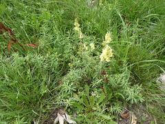 Linaria vulgaris