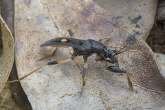 Ectomocoris atrox