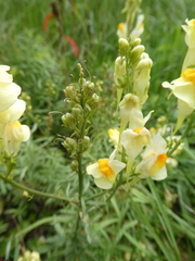 Linaria vulgaris