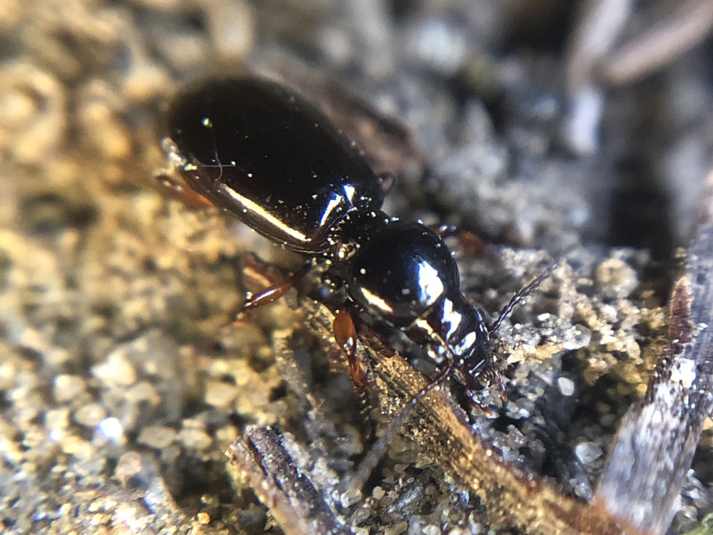 Miscodera arctica