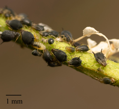 Aphis ceanothi