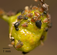 Aphis ceanothi