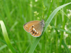 Coenonympha hero