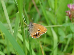 Coenonympha hero