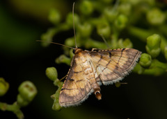 Cnaphalocrocis limbalis