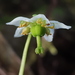 Moneses uniflora - Photo (c) Alex Abair, algunos derechos reservados (CC BY-NC), subido por Alex Abair