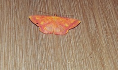 Lepidoptera