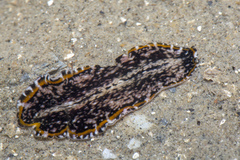 Pseudoceros stimpsoni