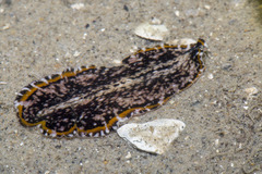 Pseudoceros stimpsoni