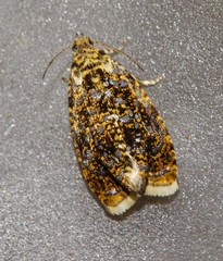 Olethreutes albiciliana