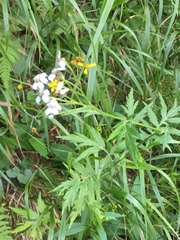 Achillea macrophylla
