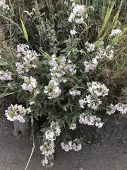 Saponaria officinalis