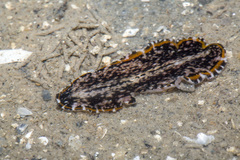 Pseudoceros stimpsoni