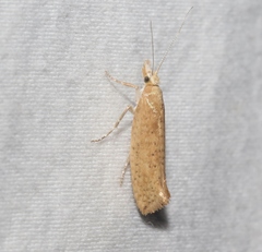 Ypsolopha cervella