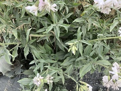 Saponaria officinalis