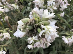Saponaria officinalis