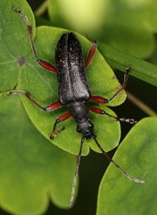 Evodinus clathratus