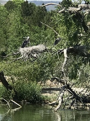 Ardea herodias