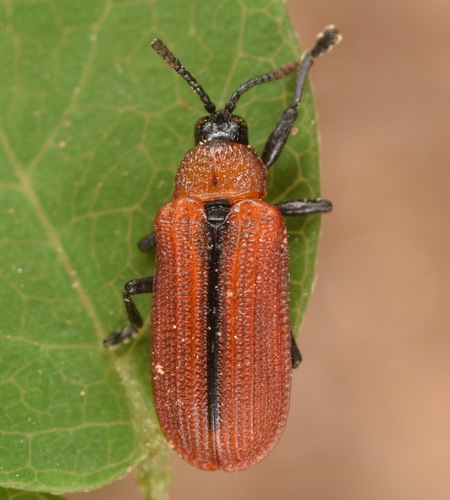 Soybean Leafminer