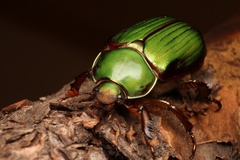 Chrysina lecontei