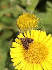 Anthophila fabriciana