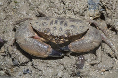 Myomenippe hardwickii