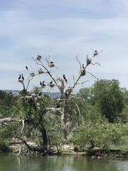 Ardea herodias