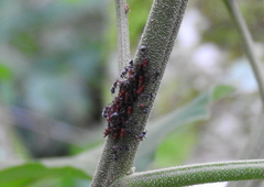 Camponotus rectangularis