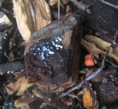 Diderma hemisphaericum