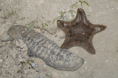 Holothuria scabra
