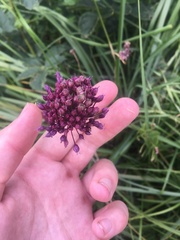 Allium sphaerocephalon