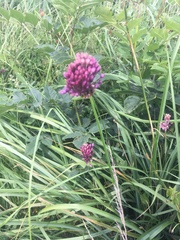 Allium sphaerocephalon