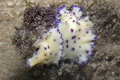 Pseudoceros laingensis