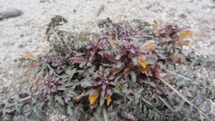 Pedicularis semibarbata