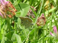 Polyommatus celina