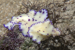 Pseudoceros laingensis