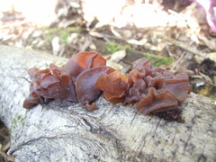 Phaeotremella foliacea