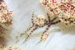 Ophiothela