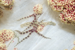 Ophiothela