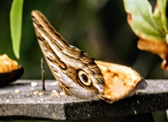 Caligo oileus scamander
