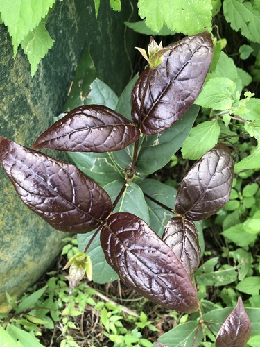 Rogiera cordata, 2020-07-26